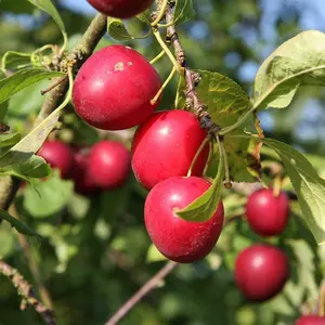 50+ Wild American Plum Seeds (prunus Americana): Non-gmo Garden Seeds for Flavorful Fruit & Wildlife Attraction