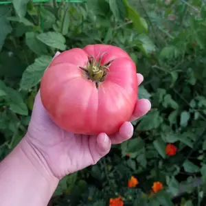 Pink Brandywine Tomato Organic Seeds (Solanum lycopersicum) Classic heirloom beefsteak tomato with rosy-pink skin and rich, sweet flavor; large fruits prized for slicing and fresh eating