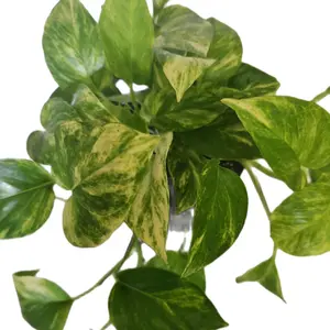 6" Pothos Neon Queen Hanging Houseplant Trailing Good for Beginners Easy Care Decorative Plant