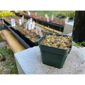 Drosera intermedia