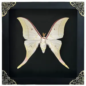 Moonlight Yellow Luna Moth Shadow Box, Large Framed Insect Display, Dark Academia & Gothic Home Decor, Nature Inspired, Unique Curiosities Cabinet Ornament, Perfect Gift for Oddities Collectors, Whimsigoth & Fantasy Room Aesthetic, K19-39-DE