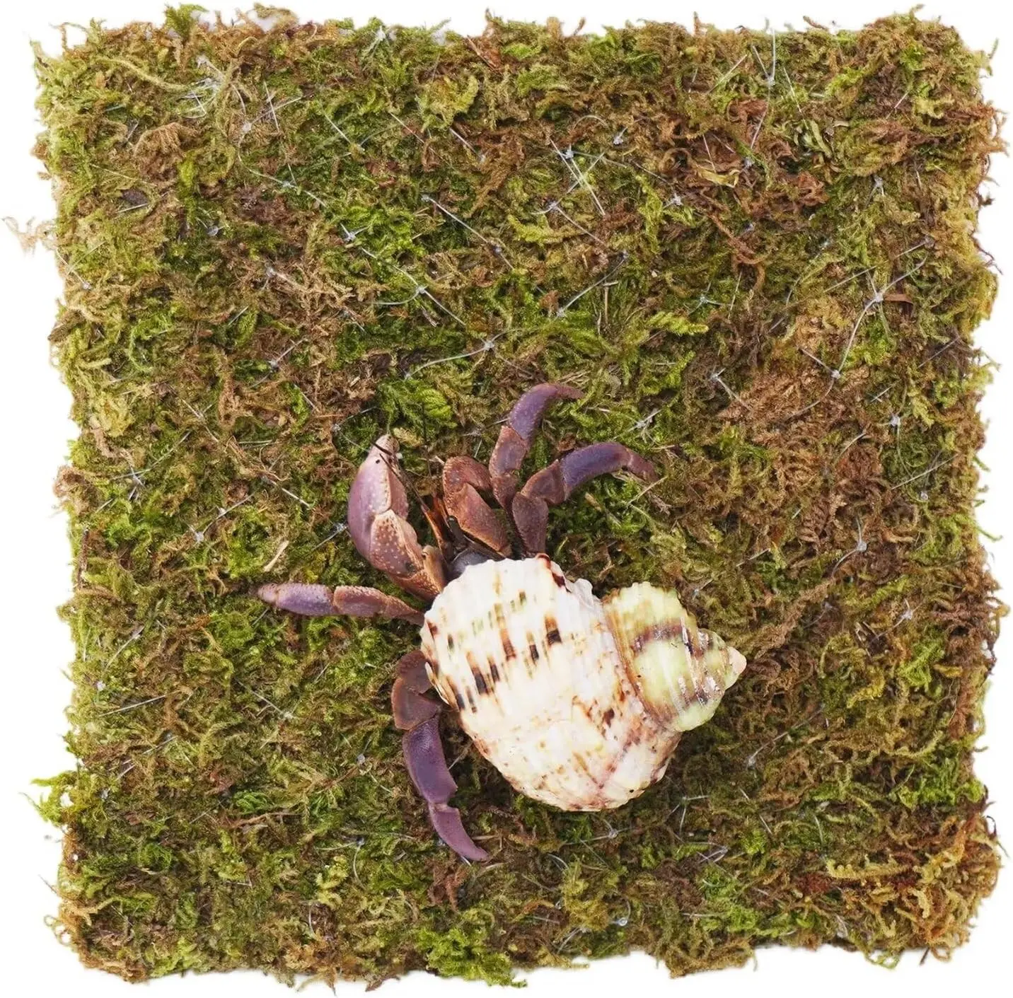 6 Inch Hermit Crab Climbing Wall, Ideal Adjustable Hermit Crab Supplies for 10 Gallon Hermit Crab Tank