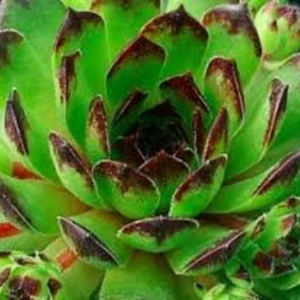 Petal Pushers Nursery