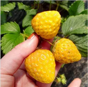 Strawberry Fruit Seeds For Planting Organic Fruit Seeds For Planting, Pack of 300 Seeds