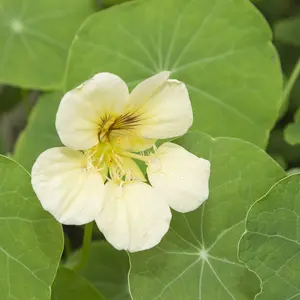 200 Seeds Annual Nasturtium White Yeti Cimbing Vine Flower Seeds for Planting