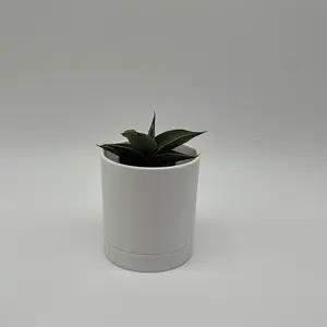 Sansevieria Pinguicula 'Walking Sansevieria' 2 Pot Collector's Plant Tropical House Plant Easy Care for Beginners and Enthusiasts