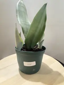 6'' Sansevieria Moonshine