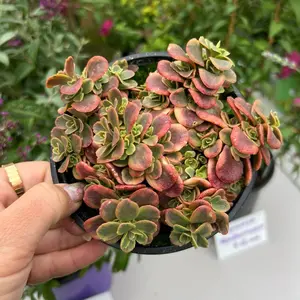4” Sedum Wildfire