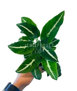 Syngonium Wendlandii Pot 4” Indoor Plants -  Houseplant - Tropical Foliage
