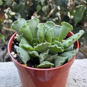 Adromischus Cristatus, Key Lime Pie, Crinkle Leaf Plant, Rare Succulent, Fuzzy Plant, Live Plant in 4" pot