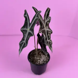 Alocasia Nobilis | Rare Alocasia | Tropical Collector Plant