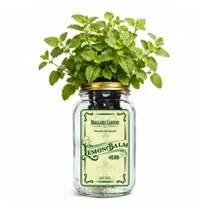 Lemon Balm Indoor Herb Garden Kit – Mason Jar Hydroponic Grow Kit – Windowsill Countertop Herb Planter – Grow Fresh Lemon Balm Indoors