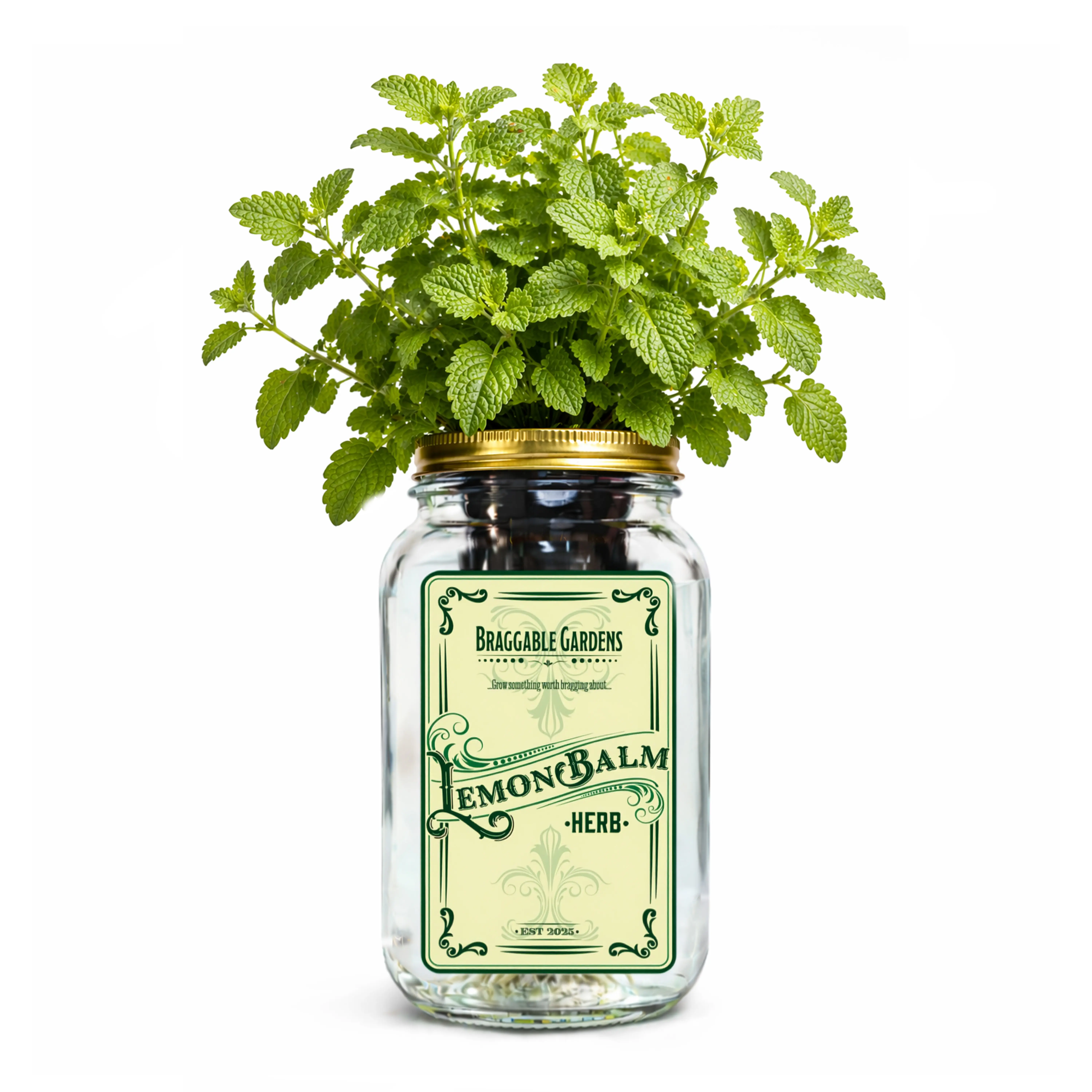Lemon Balm Indoor Herb Garden Kit – Mason Jar Hydroponic Grow Kit – Windowsill Countertop Herb Planter – Grow Fresh Lemon Balm Indoors