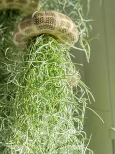 Mossfish Air Plant - Jellyfish - Airplant Design Mossfish Air Plant - Jellyfish - Airplant Design