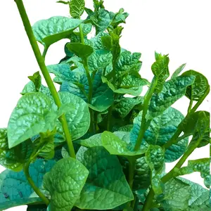 Live Malabar Spinach Green Plant Vine Spinach Plant 4 Inch Pot-Grow Indoor/Outdoor