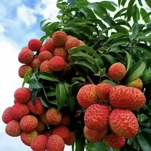 10pcs Lychee Tropical Fruit HeirloomSeeds - Non-GMO Litchi Seed for ExoticHome Gardening