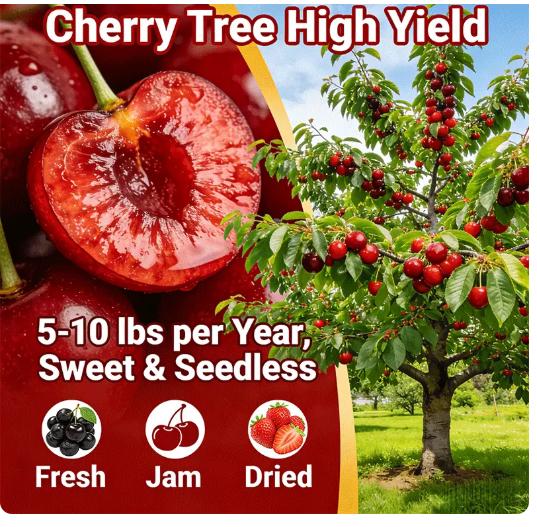 Premium Black Cherry Seedlings, Ready-to-Plant for Home Garden