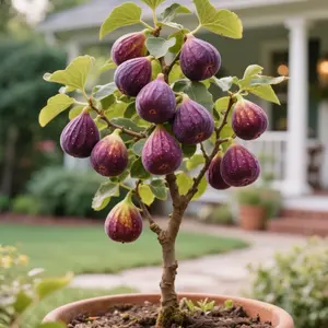 200 Fig Seeds – Hardy Fig Tree Seeds for Planting, Seeds Only (Not Live Plants), Ideal for Home Gardens, DIY Growers & Fruit Tree Collection Projects
