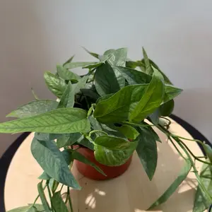 6” Pothos - Cebu Blue
