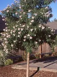 Chitalpa Tashkentensis 'Pink Dawn' 1 Live Plant, 2-3ft tall, ship in pot