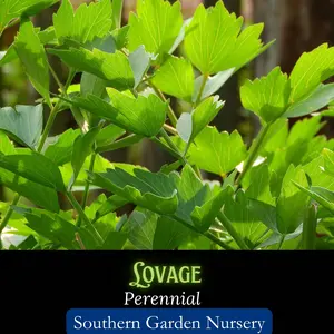Lovage Seeds, Perennial Herb, Heirloom Medicinal & Culinary Herb, Cosmetic Plant, Historical Medieval Kitchen Garden Staple