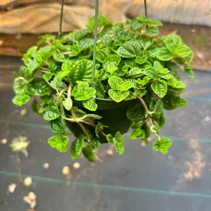 Creeping Charlie Pilea nummulariifolia  plant 6 in pot
