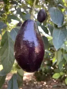 Mexicola Grande Avocado Tree , “Cold Hardy” Grafted in 3 Gallon Pot, No Ship to HI