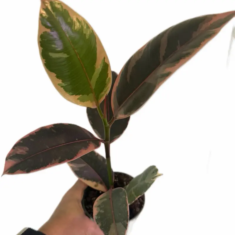 Potted Ficus Elastica Ruby Live Plant 4in - Rubber Tree Houseplant with Dark Foliage, Deep Red & Burgundy Glossy Leaves - Easy-Care Tropical Indoor Statement Tree, Unique Greenery Gift