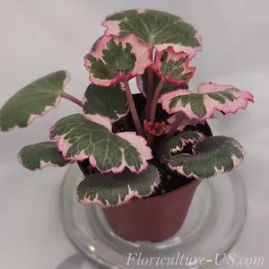 Saxifraga Stolonifera 'Tricolor', 2'', Variegated Strawberry Begonia