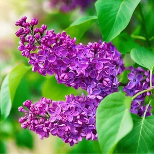 30 Purple Lilac Seeds for Planting - Stunning Purple Blooms - Iconic Fragrance