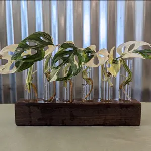 Wooden Propagation Station with Glass Tubes for Home Decor and Plant Propagation
