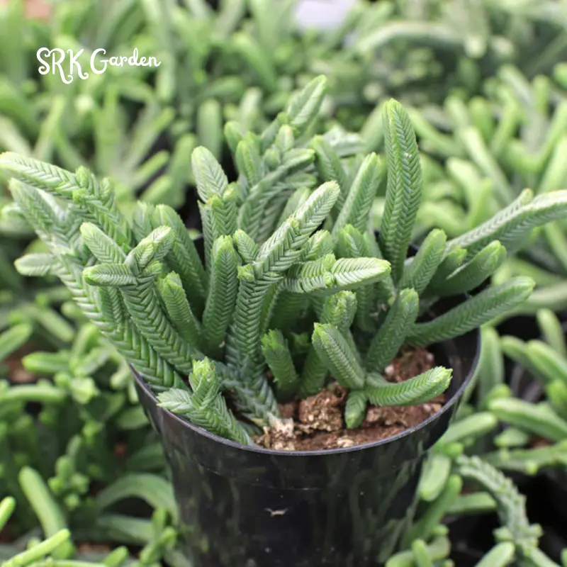 Giant Watch Chain, Princess Pine, Live Potted Succulent in 4" pot
