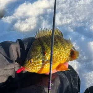 Guill Bug Micro Ice Creature Bait Deadly Profile Big Movement Small Package Best for Crappie Perch Bluegill Trout Jig Head Dropper Tungsten Aggressive Strike Trigger