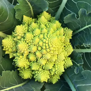 TomorrowSeeds - Romanesco Cauliflower Seeds -  Brassica Italian Roman Broccoli Broccoflower Green Broccolo Non GMO For 2024 Season