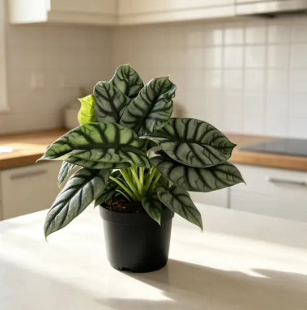 RZ-37 / 6 Inch Potted Alocasia Silver Dragon Live Alocasia Baginda Tropical Collector Plant, Silvery Metallic Textured Foliage With Deep Embossed Dark Vein Scales & Soft Burgundy Leaf Undersides, Humidity-Loving Compact Elephant Ear For Living Room Accent