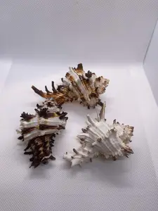 Murex Endivia Shell >=3". Opening Size : 3/4-1"