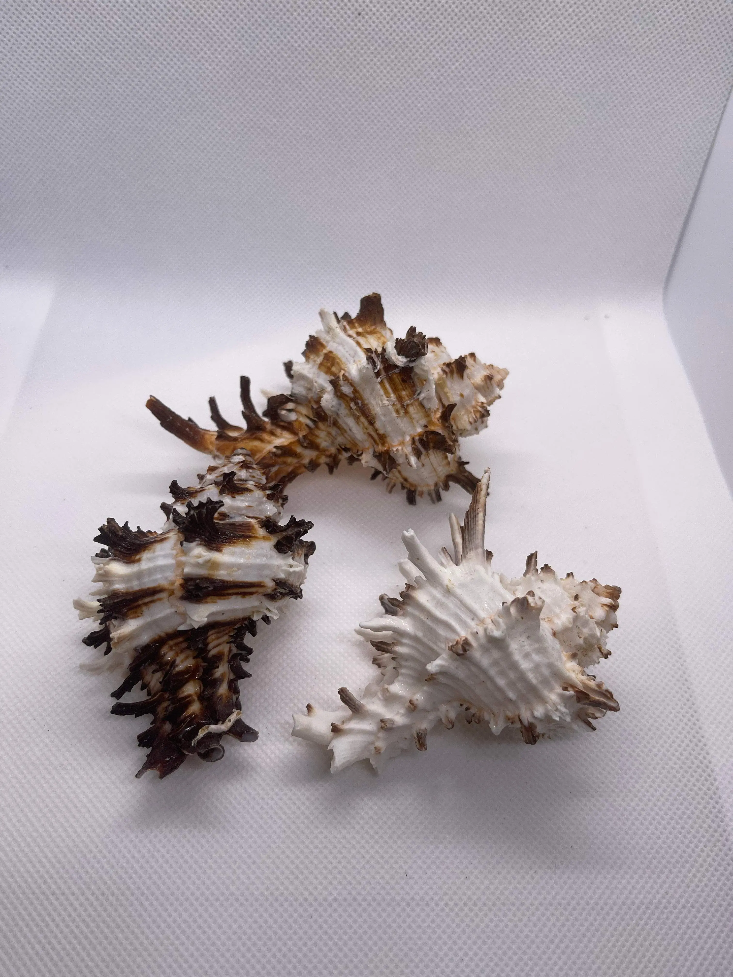 Murex Endivia Shell >=3". Opening Size : 3/4-1"