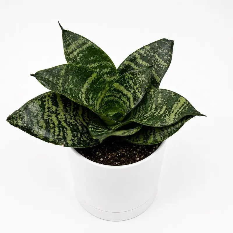 Sansevieria Forest Star Hahnii 4" pot House Plant with Unique Golden Leaves, Indoor Houseplant for Beginners & Improved Indoor Air Quality