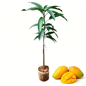 Green mango fruit tree seedlings, tropical living fruit tree plants, easy to grow in gardens