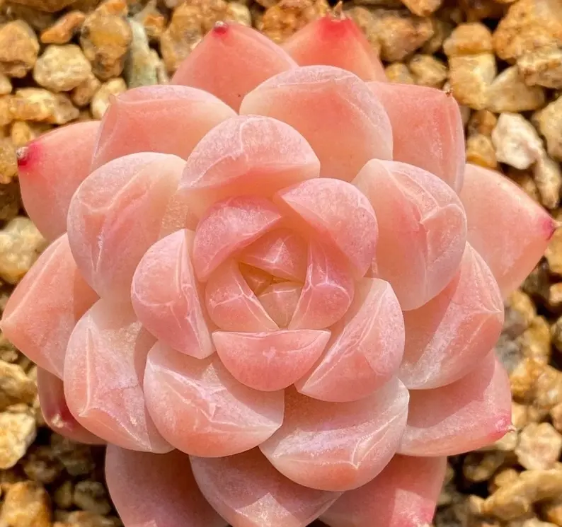 10 Rare succulent seeds, Echeveria Japanese white peach seeds - TikTok Shop