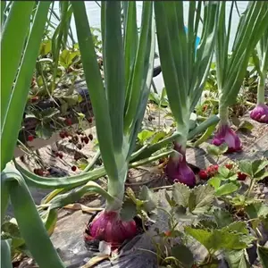 200+ Heirloom Purple Red Onion Garden Seeds - Cold-resistant and Perfect for Four Seasons Planting