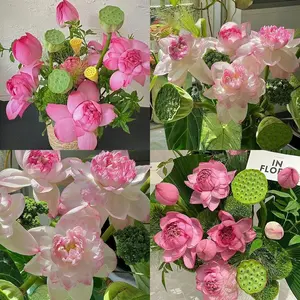 20 Pcs Rare Bowl Lotus Seeds – Hardy Non-GMO Aquatic Perennial Variety, Ideal for Bowls, Ponds & Small Containers, Produces Elegant Blooms, Perfect for Creating Serene Water Gardens & Zen-Inspired Outdoor Spaces