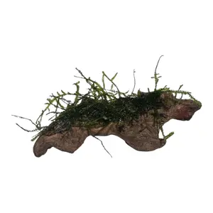 Coral Driftwood with Moss: Natural Aquascape Hardscape (3-5 in Nano Tanks)