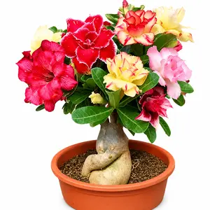 Mixed Color Desert Rose Sapling to Grow, 1 Gal Grower Pot, Adenium Desert Rose Plant Live Indoor Houseplants & Outdoor Succulents
