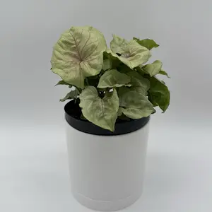 Syngonium Orn Thong pink vein 6” Pot – Rare Houseplant, Unique Indoor Plant, Collector’s Plant, Easy Care, Home Décor