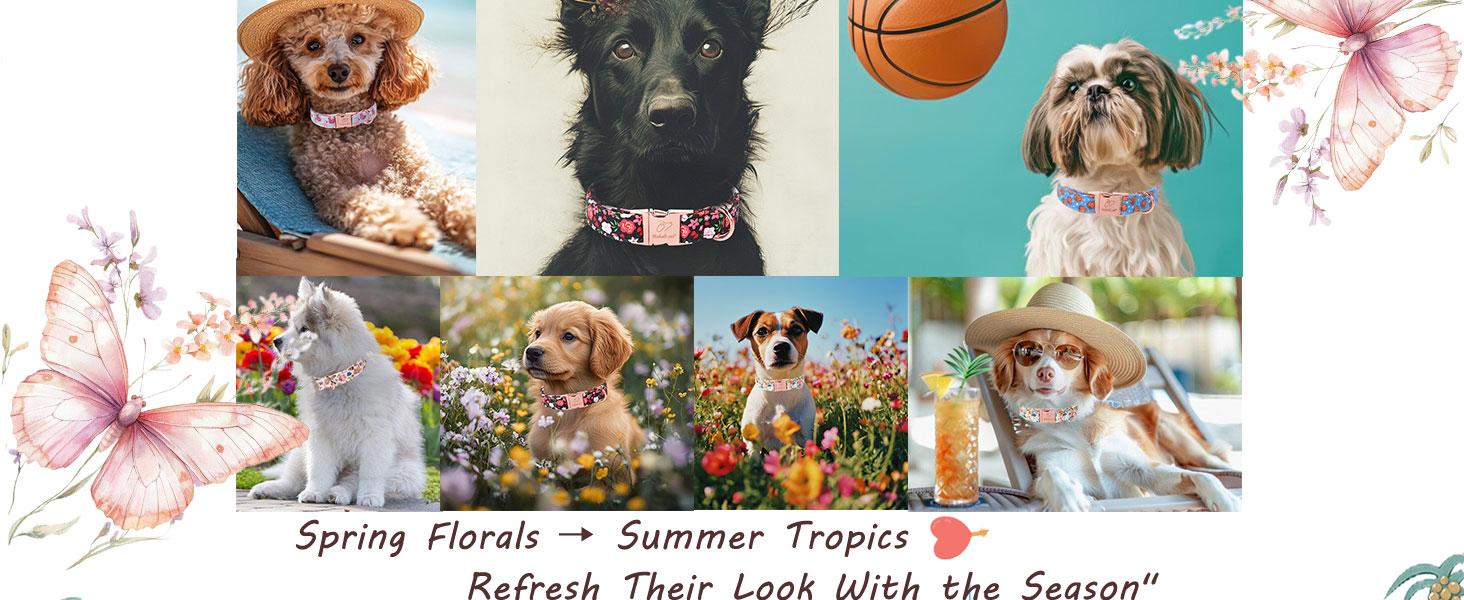 Babole Pet Basketball Dog Collar with Metal Buckle for Small, Medium & Large Dogs, Adjustable Cotton Heavy Duty Puppy Girl Boy Accessory