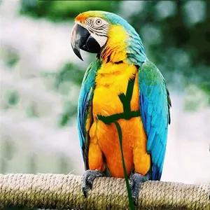 Pet Bird Release Rope, Phoenix Leash, Parrot Outdoor Training Harness, Bird Walking Backpack, Tiger Skin Kingfisher Peony Bird Small Animal Halter