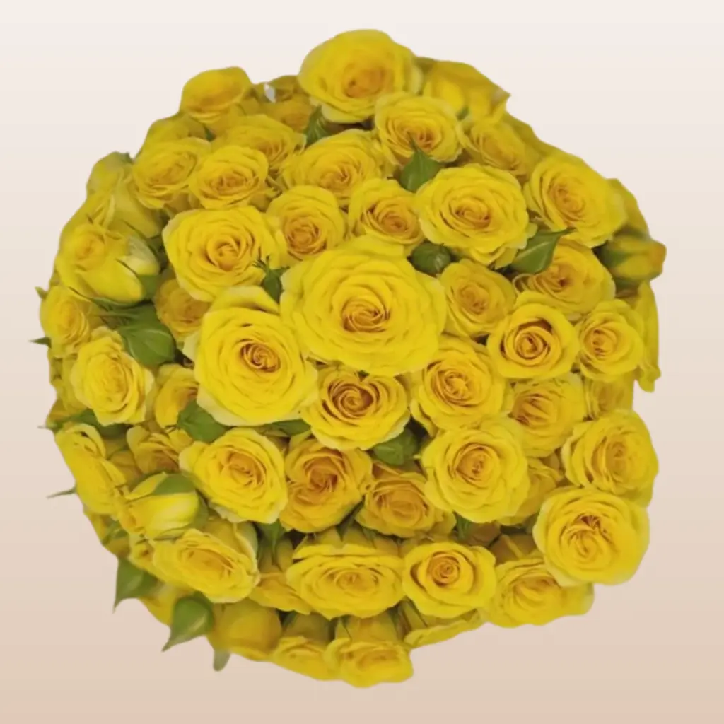 Spray Roses Yellow 12 Bunches 10 Stems 40cm 3-4 Blooms Per Stem for DIY Weddings & Home Florists Fresh Importeed from Ecuador