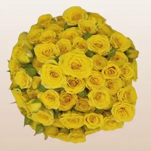 Spray Roses Yellow 12 Bunches 10 Stems 40cm 3-4 Blooms Per Stem for DIY Weddings & Home Florists Fresh Importeed from Ecuador