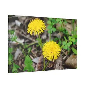 Just Dandy- Stretched Canvas Print